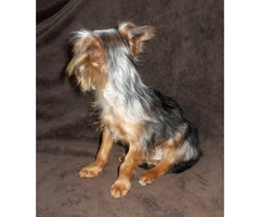 15 weeks old yorkshire terrier puppies for sale - 4