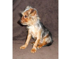 15 weeks old yorkshire terrier puppies for sale - 5