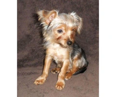 15 weeks old yorkshire terrier puppies for sale - 6