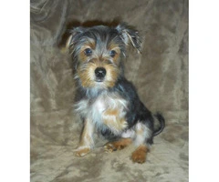 15 weeks old yorkshire terrier puppies for sale - 7