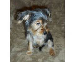 15 weeks old yorkshire terrier puppies for sale - 8