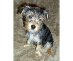 15 weeks old yorkshire terrier puppies for sale - 9