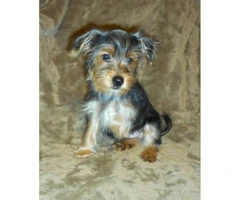 15 weeks old yorkshire terrier puppies for sale - 10