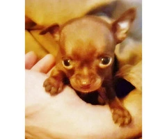 8 weeks old Tiny TeaCup Chihuahua puppies - 2