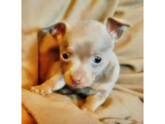 8 weeks old Tiny TeaCup Chihuahua puppies in Dallas, Texas