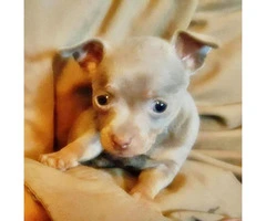 8 weeks old Tiny TeaCup Chihuahua puppies - 3