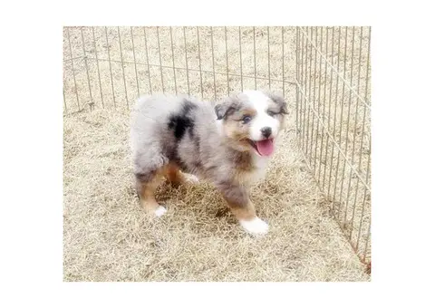 Purebred Registered Australian Shepherd puppies for sale
