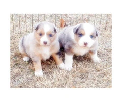 Purebred Registered Australian Shepherd puppies for sale