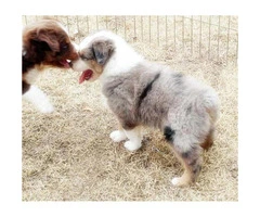 Purebred Registered Australian Shepherd puppies for sale