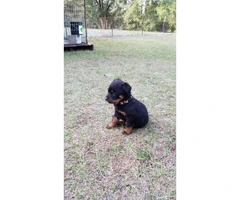 Rottweiler Puppies - 3 males and 2 females