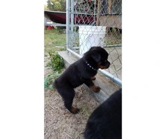 Rottweiler Puppies - 3 males and 2 females - 3