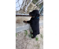 Rottweiler Puppies - 3 males and 2 females - 4