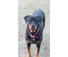 Rottweiler Puppies - 3 males and 2 females - 6