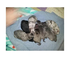 5 pomeranians for sale - puppies - 1