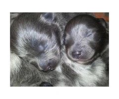 5 pomeranians for sale - puppies - 2