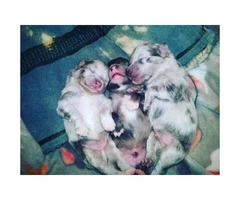 5 pomeranians for sale - puppies - 3