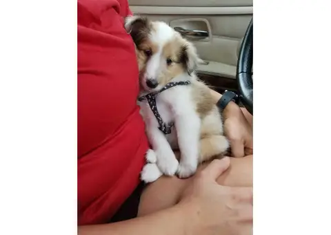 9 weeks old Sheltie puppy for sale