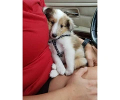 9 weeks old Sheltie puppy for sale