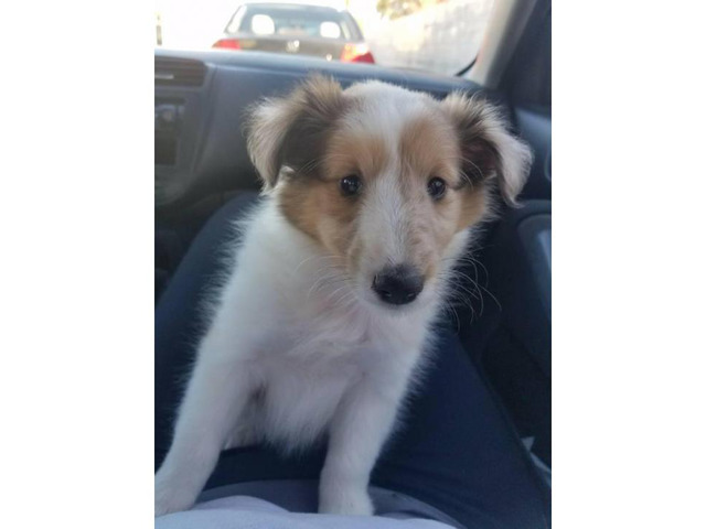 9 weeks old Sheltie puppy for sale in Orlando, Florida ...