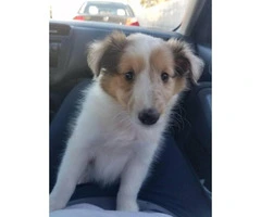 9 weeks old Sheltie puppy for sale - 2