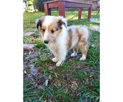 9 weeks old Sheltie puppy for sale - 3
