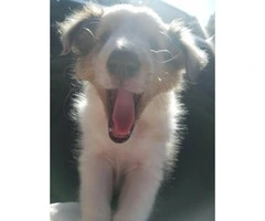 9 weeks old Sheltie puppy for sale - 4