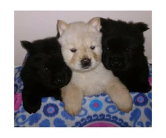 8 weeks old Chow chow puppies for sale - 2 males and 1 female