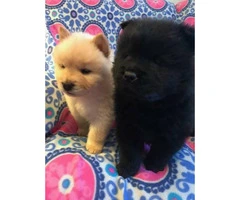8 weeks old Chow chow puppies for sale - 2 males and 1 female - 2