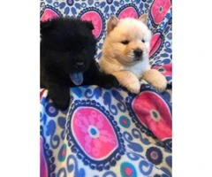 8 weeks old Chow chow puppies for sale - 2 males and 1 female - 3