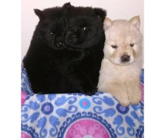 8 weeks old Chow chow puppies for sale - 2 males and 1 female - 4