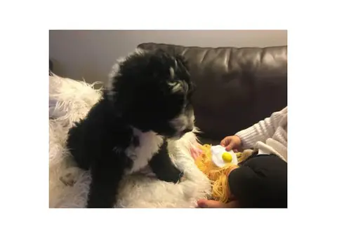 Shepadoodle puppy for sale