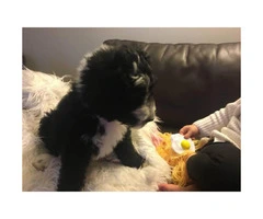 Shepadoodle puppy for sale
