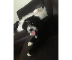 Shepadoodle puppy for sale - 3