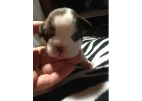 10 weeks old Boston terrier puppy for Sale