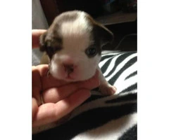 10 weeks old Boston terrier puppy for Sale
