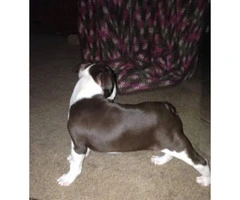 10 weeks old Boston terrier puppy for Sale - 2