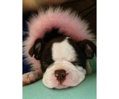 10 weeks old Boston terrier puppy for Sale - 3