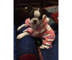 10 weeks old Boston terrier puppy for Sale - 4