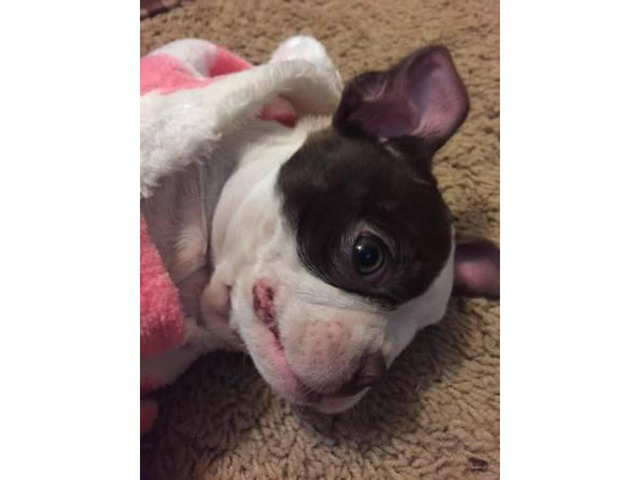 10 weeks old Boston terrier puppy for Sale in Phoenix
