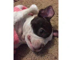 10 weeks old Boston terrier puppy for Sale - 7
