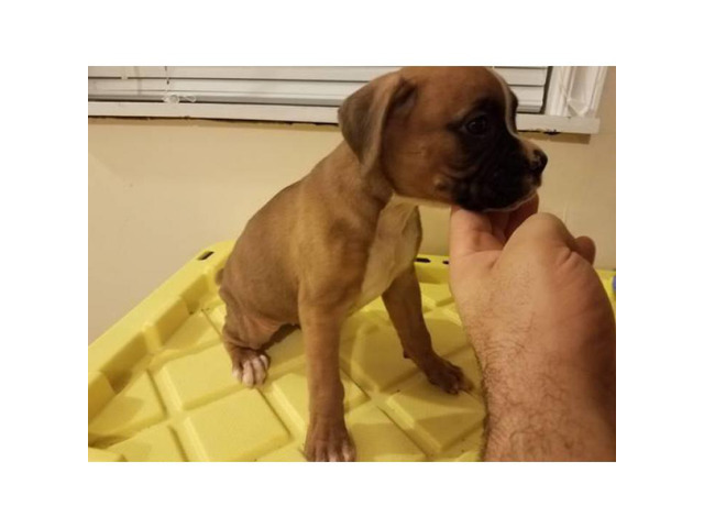 3 Boxer puppies left in Tulsa, Oklahoma Puppies for Sale