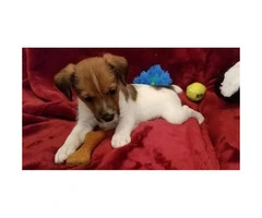 4 beautiful Jack Russell Terrier puppies for sale