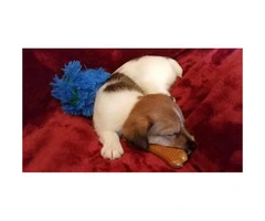 4 beautiful Jack Russell Terrier puppies for sale - 2