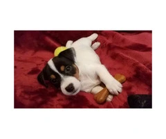 4 beautiful Jack Russell Terrier puppies for sale - 3