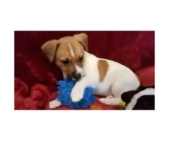 4 beautiful Jack Russell Terrier puppies for sale - 4