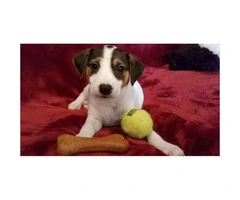 4 beautiful Jack Russell Terrier puppies for sale - 5