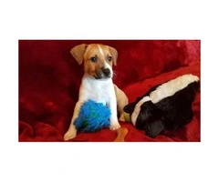 4 beautiful Jack Russell Terrier puppies for sale - 6