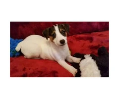 4 beautiful Jack Russell Terrier puppies for sale - 7