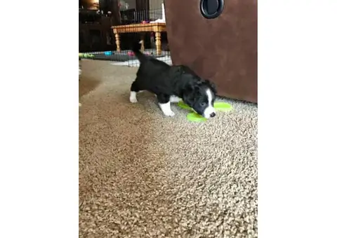 4 beautiful female mini Australian shepherd poodle available