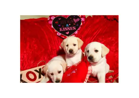 Labrador Puppies from excellent AKC pedigrees